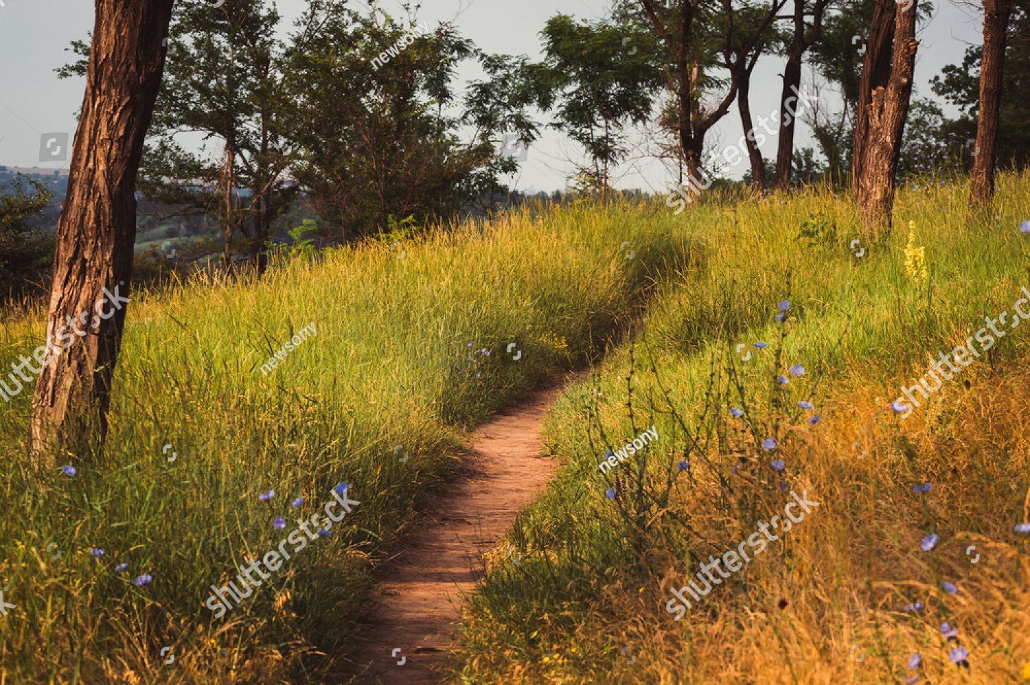 A footpath winding through a sunlit meadow beneath pine trees